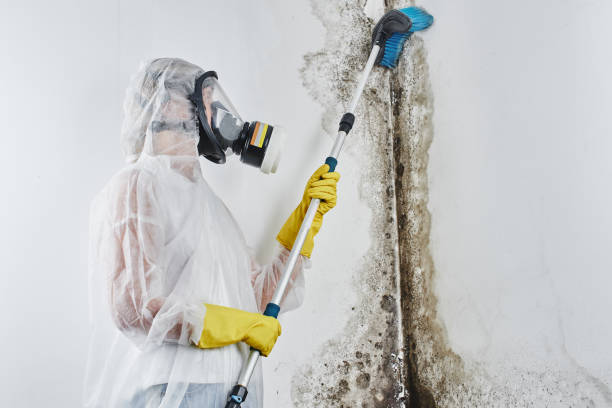 Mold Remediation for Vacation Homes